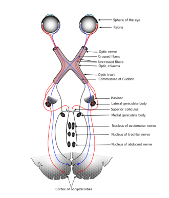 Visual sensory path Image credit: KDS444 via Wikipedia