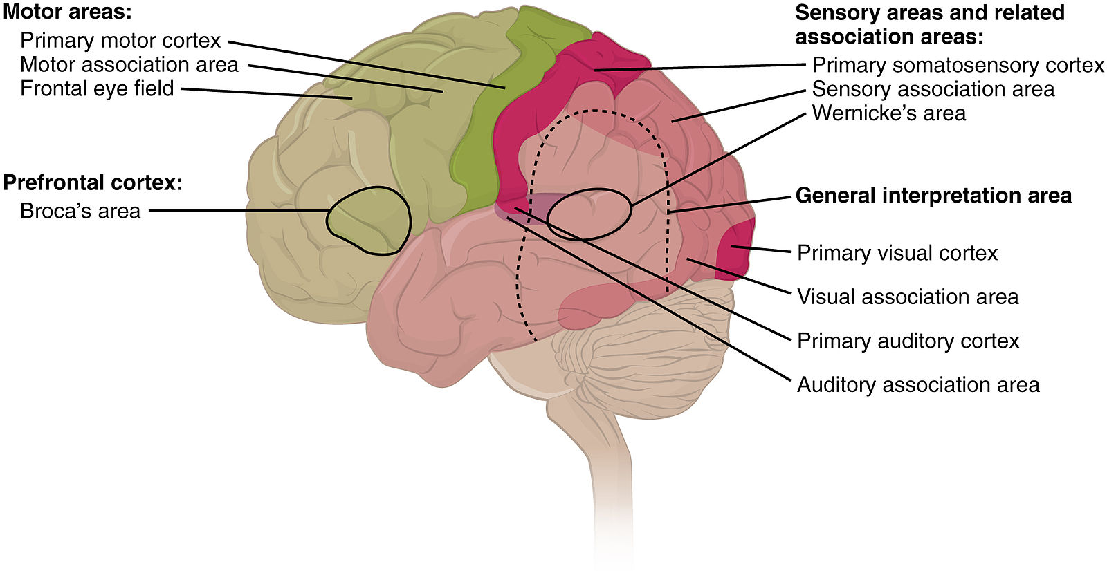 Conscious visual perception happens in the frontal lobes