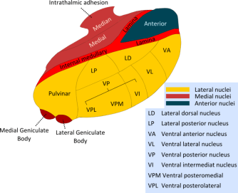 Diagram showing the various regions of the thalamus