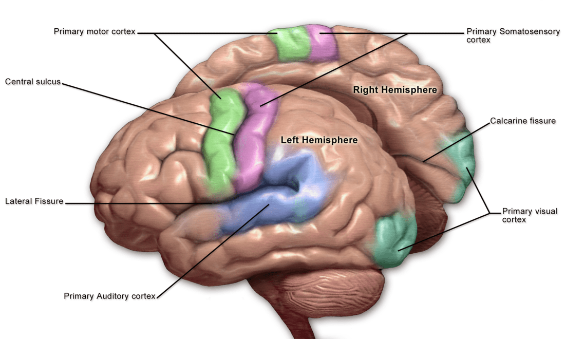 Diagram of the brain showing sensory and motor cortices