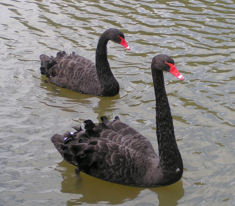Black swans