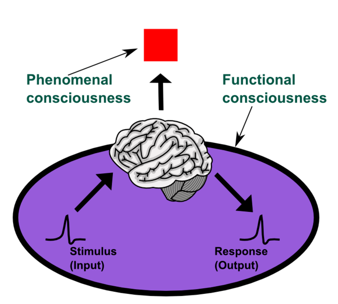 Diagram of Phenomenal and Functional consciousness
