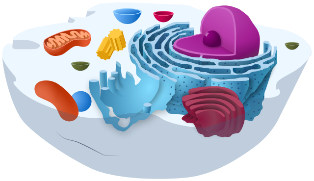 Diagram of an animal cell