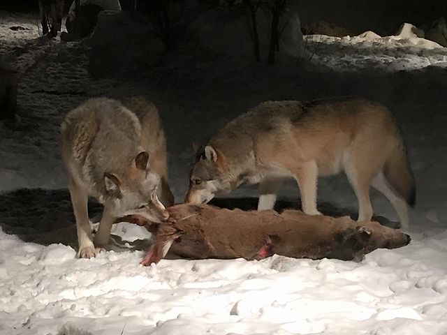 Wolves eating a deer