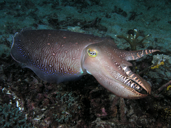 A cuttlefish