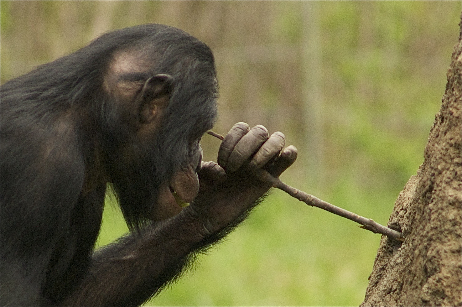 Chimp using a stick
