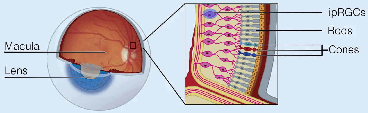 Retina and neural layers