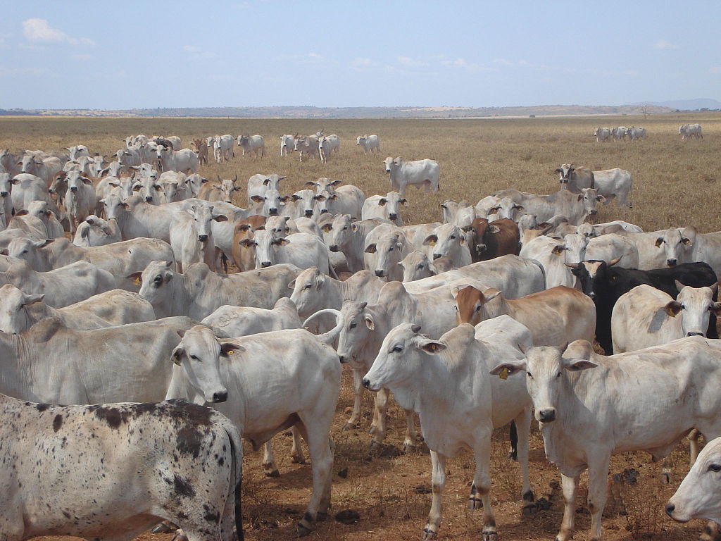 Livestock in a field