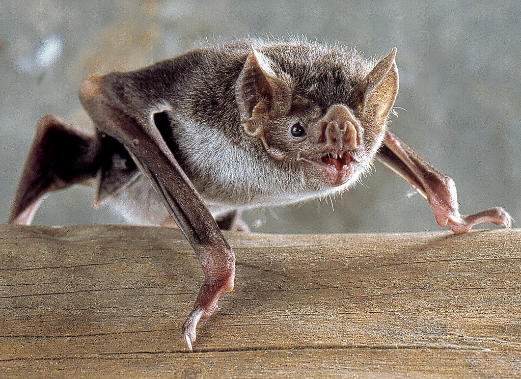 Common Vampire Bat