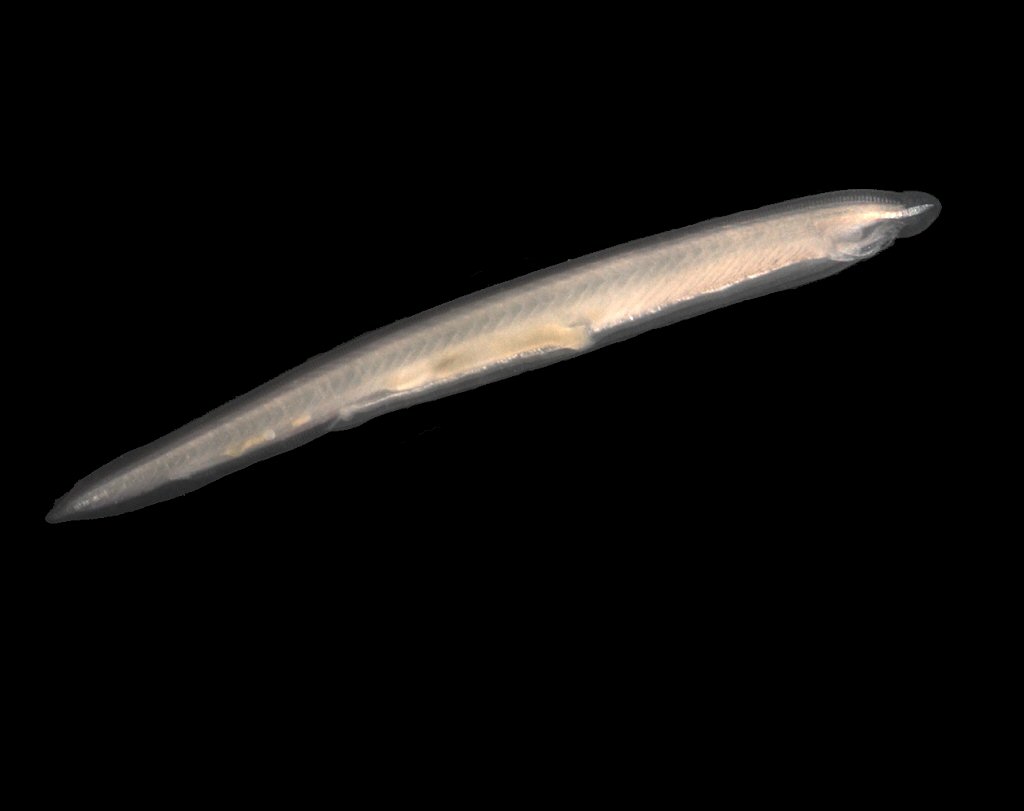 Picture of a lancelet