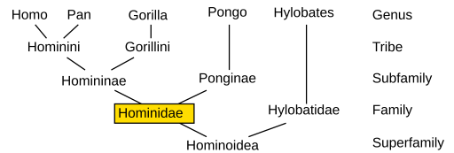Evolutionary tree of hominid species, showing Homo (humans), Pan (chimpanzees), Gorilla, and Pongo (orangutans) all descended from common ancestors.