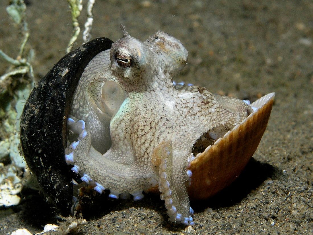 A small octopus holding a protective shell.